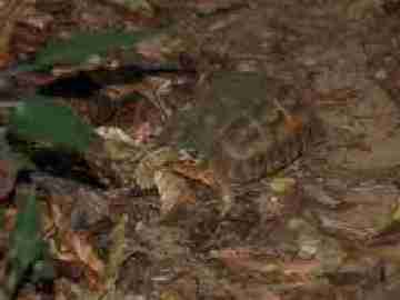 Flat-tailed tortoise pyxis planicauda