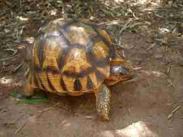 Angonoka or Ploughshare tortoise(Astrochelys yniphora).
