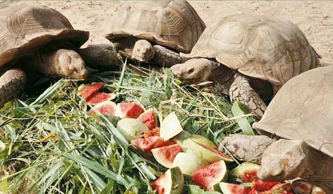 Young Sulcata Tortoises in the Tortoise Village in Noflaye Young Sulcata Tortoises in the Tortoise Village in Noflaye