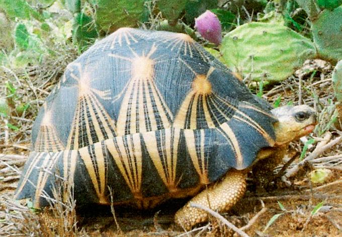Radiated Tortoise