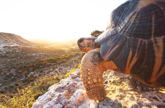 Radiated Tortoise