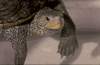 Malaclemys terrapin