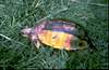 Cuora galbinifrons