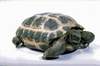 Testudo horsfieldi
