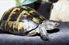 Testudo graeca ibera