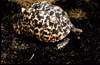 Geochelone pardalis