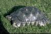Testudo marginata