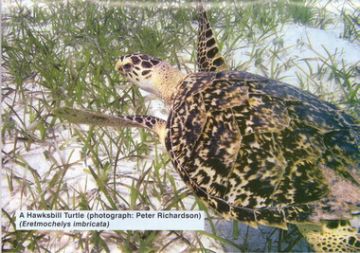 A Hawksbill Turtle (Eretmochelys imbricata )