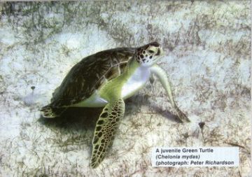 A Juvenile Green Turtle(Chelonia Mydas) Photograph: Peter Richardson