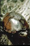 Kinosternon subrubrum