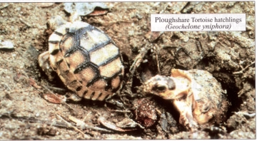 Hatchlings
