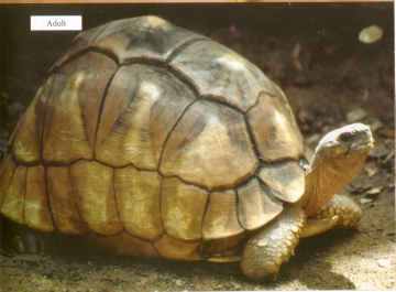 Juvenile