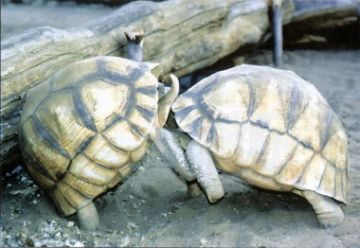 Two male Angonoka's in combat - Photo: Dr. Joanna Durbin, DWCT representative in Madagascar