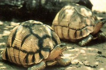 Angonoka juveniles - Photos: Dr. Joanna Durbin, DWCT representative in Madagascar