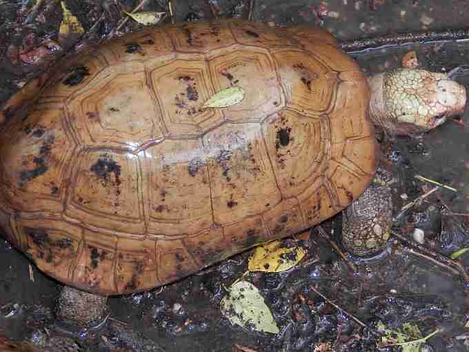 Sakaerat Tortoise Sakaerat Tortoise