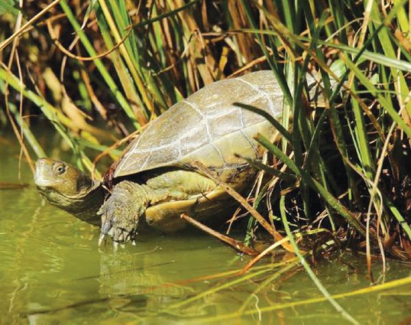 Spanish Pond Terrapin
