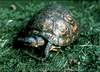 Rhinoclemmys Pulcherima (manni)