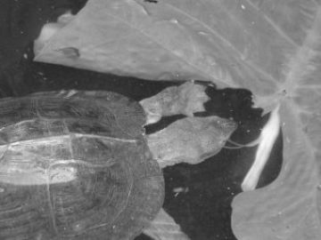 Heosemys grandis feeding in one of the aquatic pools at the TCC.