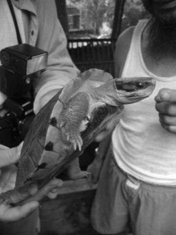 Cuora trifasciata in Hanoi.