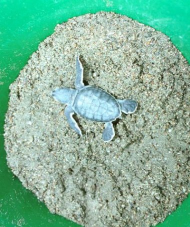 Loggerhead hatchling in the bucket