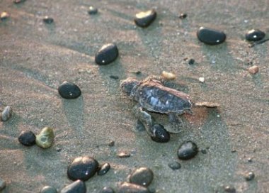 Loggerhead hatchling heading for the sea.