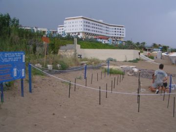 Rethymno nesting beach and natural hatchery