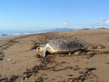 Release of Rehabilitated turtle 'Eve'