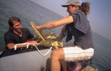 Catching a Turtle to tag.