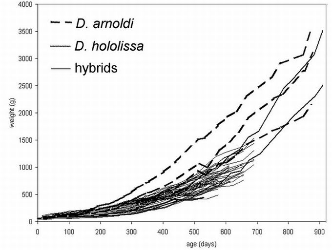 Growth rates of captive bred Seychelles tortoises