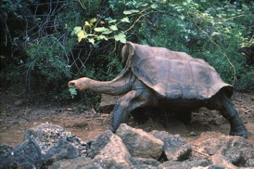 Lonesome George.