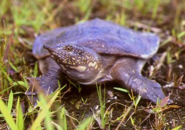 A juvenile Amyda cartilaginea.