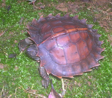 A juvenile Heosemys spinosa.