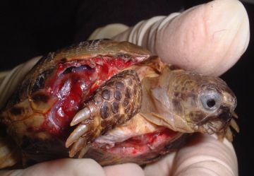 Severe Dog Trauma