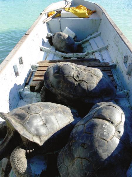 Arnolds Giant Tortoise