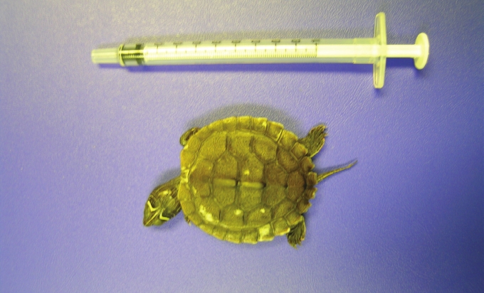 Terrapin Hatchling