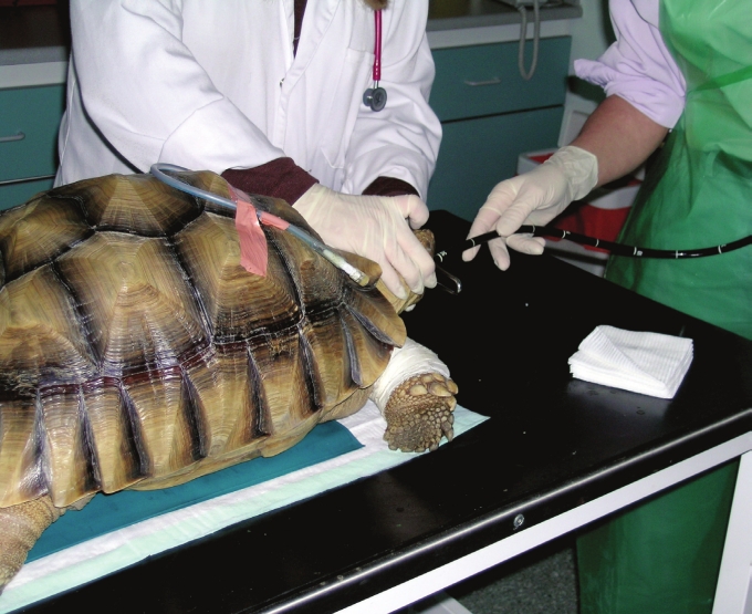 A Flexible Endoscope