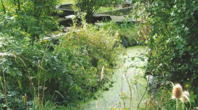Fig. 8. The secluded terrapin pond. The shallow slopes and a large piece of foating log are used for basking.