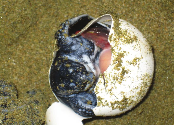 Figure 3. Hatchling in egg showing embryonic membranes. Photo by Neil Bartram.