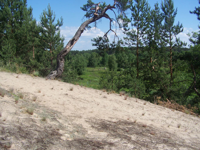 Fig. 4. Common collective nesting habitat of <i>E. orbicularis </i>by a small river valley attracting around 13-15 females annually.