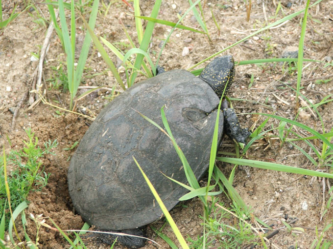 Fig. 6. Females lay their eggs in the evening or early night.