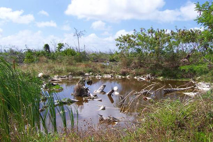 Fig. 4. Pond with denser marginal vegetation.