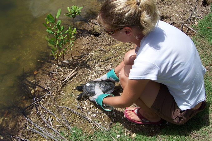 Fig. 5. Turtle being returned to the water after being notched and marked with a grease pen.