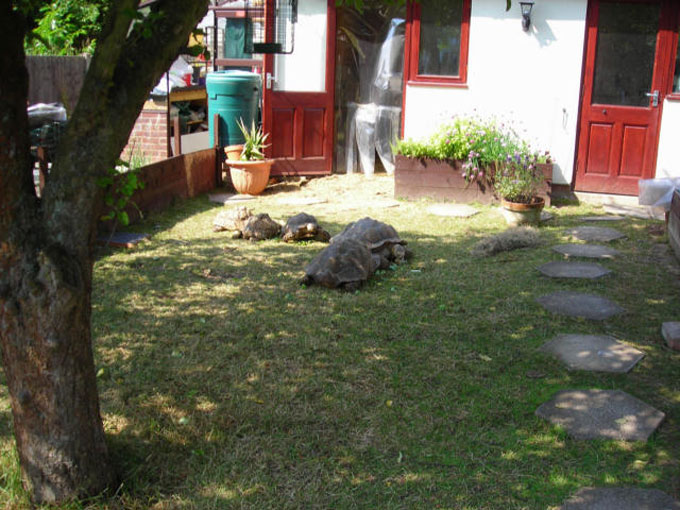 Fig. 4. Sulcatas and leopards in the enclosure.