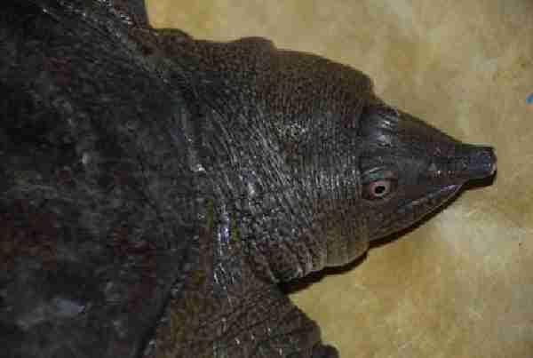 Fig. 5. The Malayan softshell turtle Dogania subplana observed in southern Palawan.