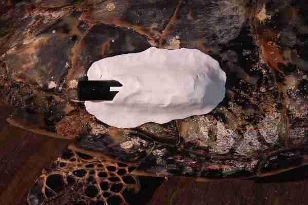 Fig. 5. Close-up of tag attached to carapace, leaving the transmitting end exposed