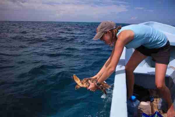 Fig. 7. Releasing turtle in location where it was found.