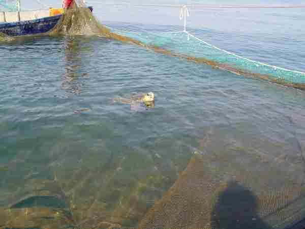 Fig. 3. Loggerhead turtle Caretta caretta surfacing within a stavnike. Photos © Medasset.