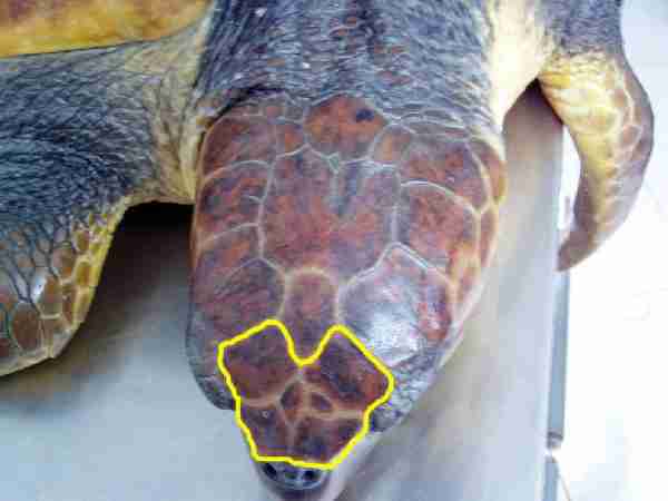 Fig. 6. Head scales used in photo-recognition.