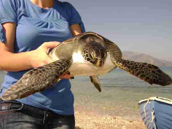 Fig. 7. Green turtle Chelonia mydas found at Orikum, Albania.