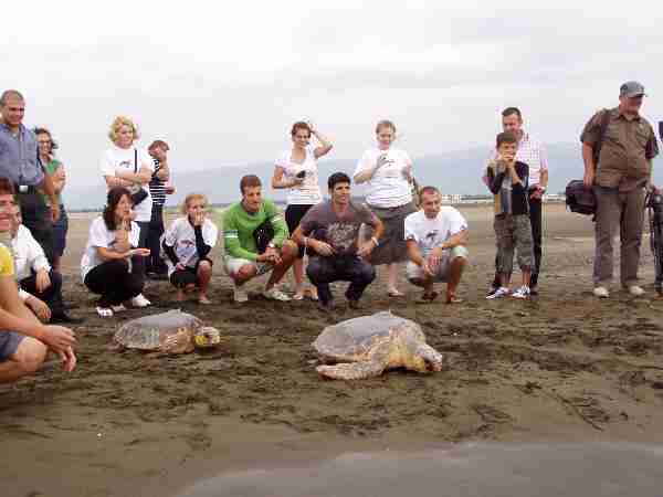 Fig. 8, a) and b). Release of the turtles fitted with transmitters.